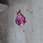 Pink Single Curse Effect